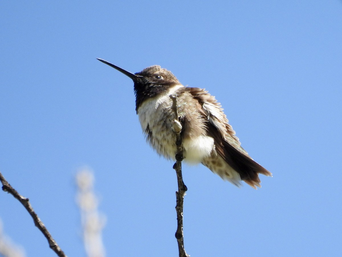 Black-chinned Hummingbird - ML557889601
