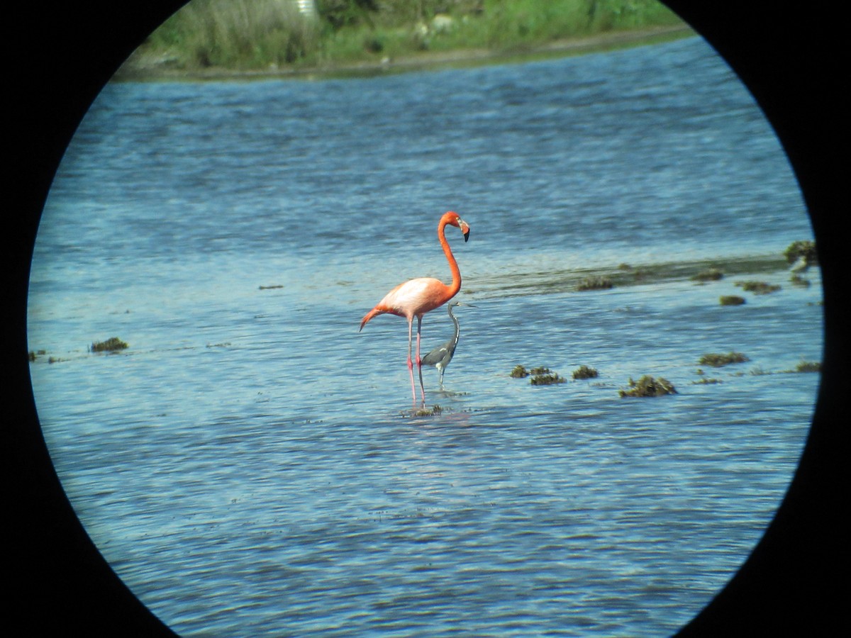 American Flamingo - ML557893051