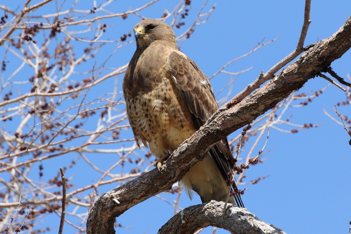 ebird-checklist-14-apr-2023-north-highway-395-minden-nevada-us