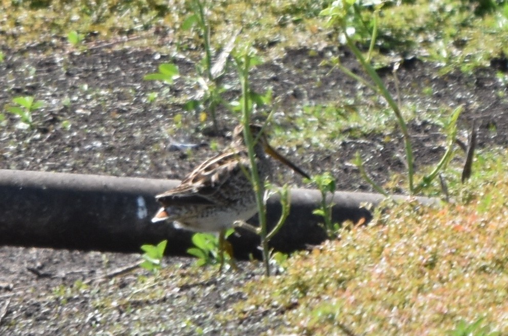 Latham's Snipe - Marion Beeby