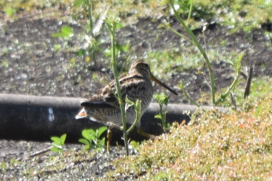 Latham's Snipe - Marion Beeby