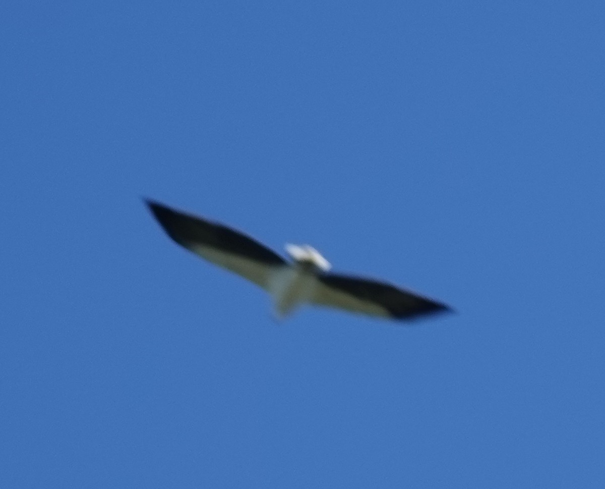 Белобрюхий орлан - ML557901111