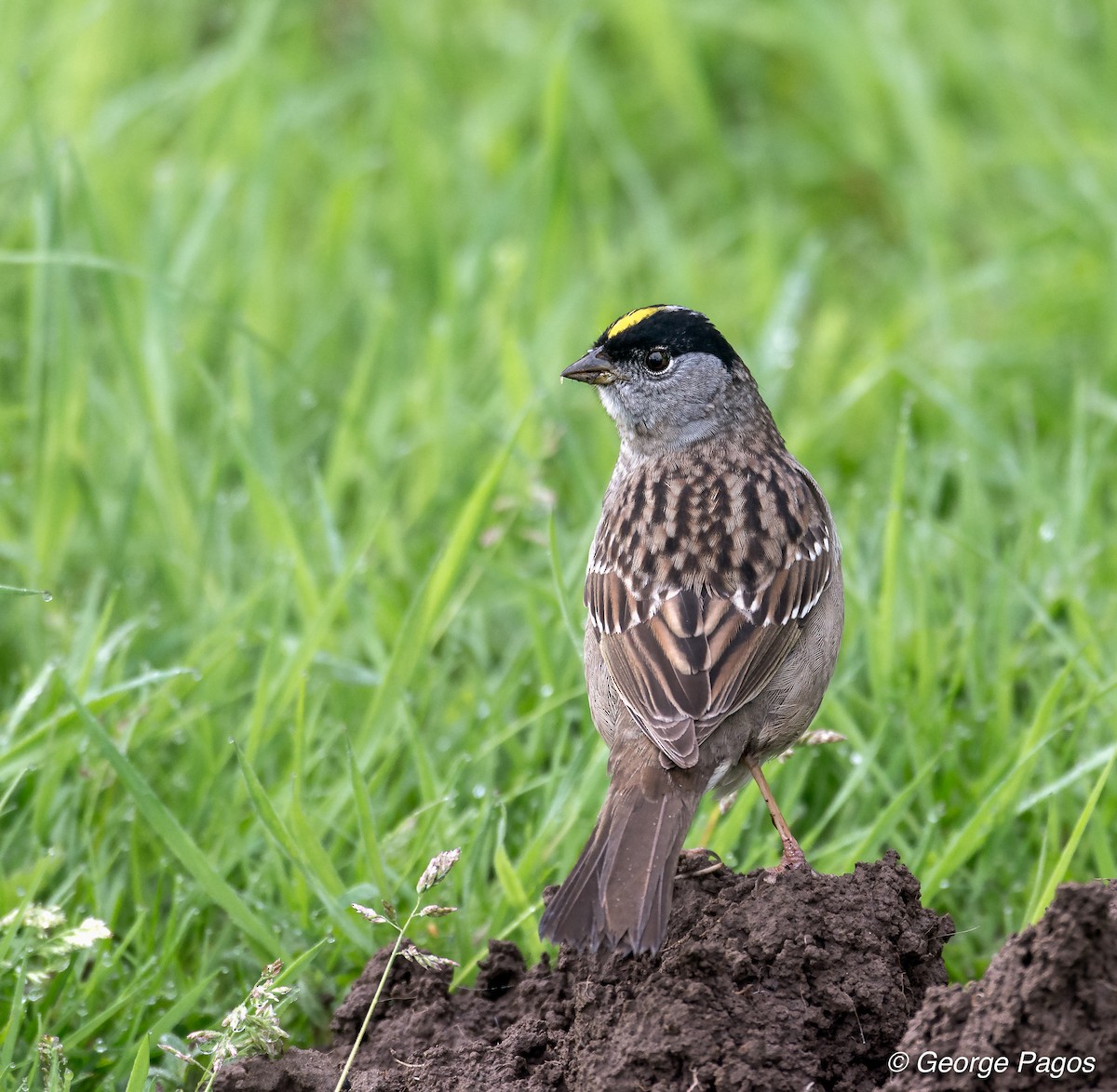 Golden-crowned Sparrow - ML55790461