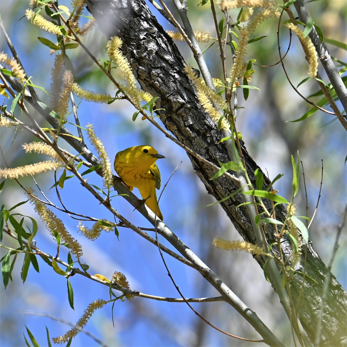ML557908041 Yellow Warbler (Northern) Macaulay Library