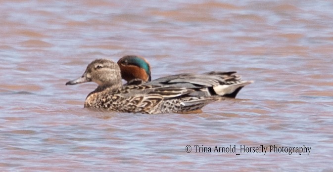 Green-winged Teal - ML557909351