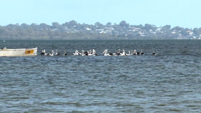pelikán australský - ML557912791