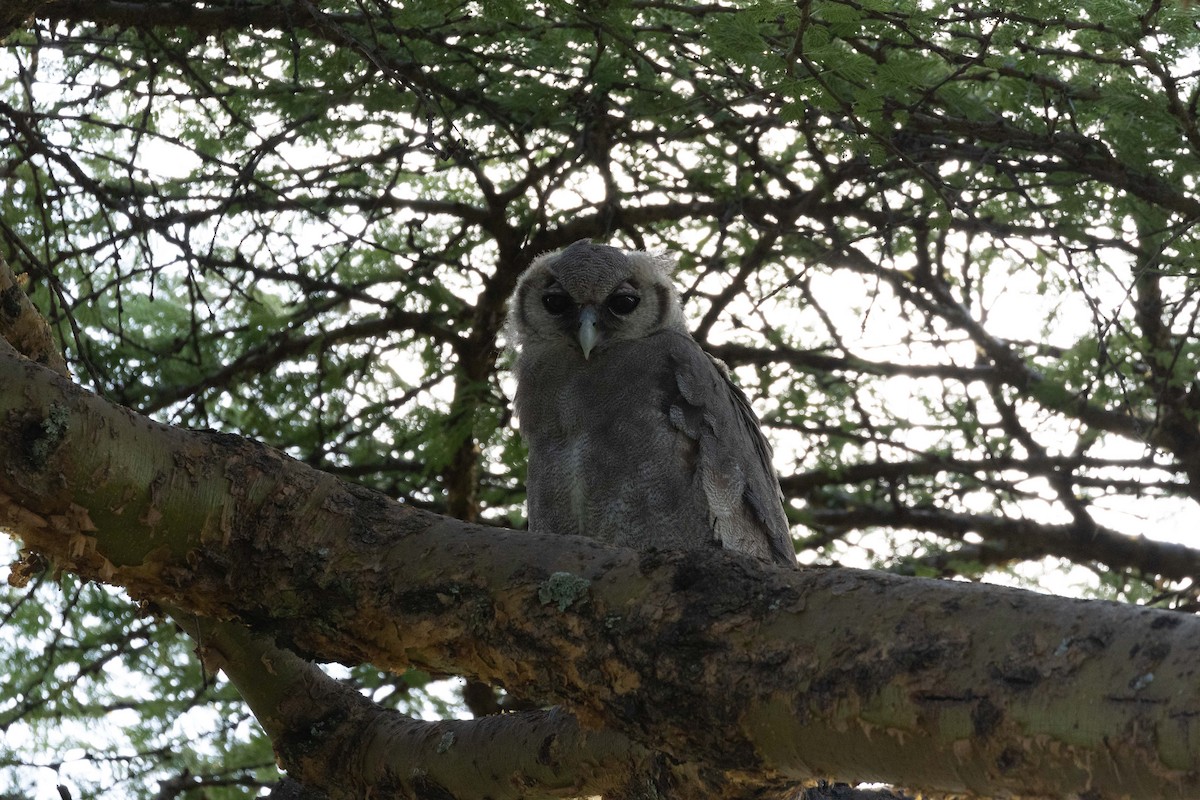 Verreaux's Eagle-Owl - ML557914731
