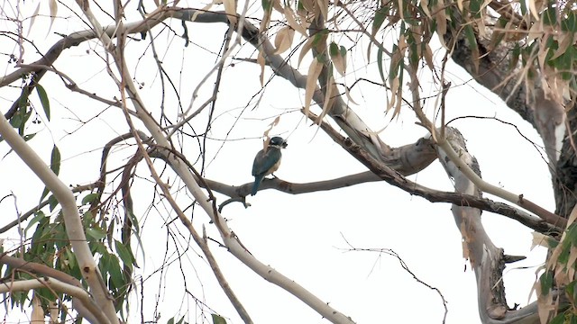 Sacred Kingfisher (Australasian) - ML557915921