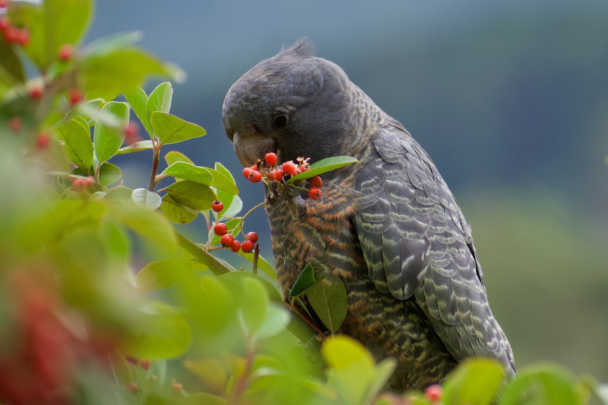 Ebird Australia Checklist Apr Rail Trail Warburton Species