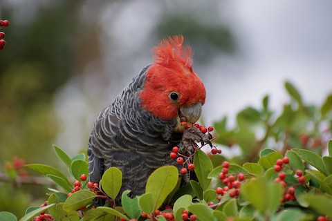 Gang-gang Cockatoo - Callocephalon fimbriatum - Birds of the World