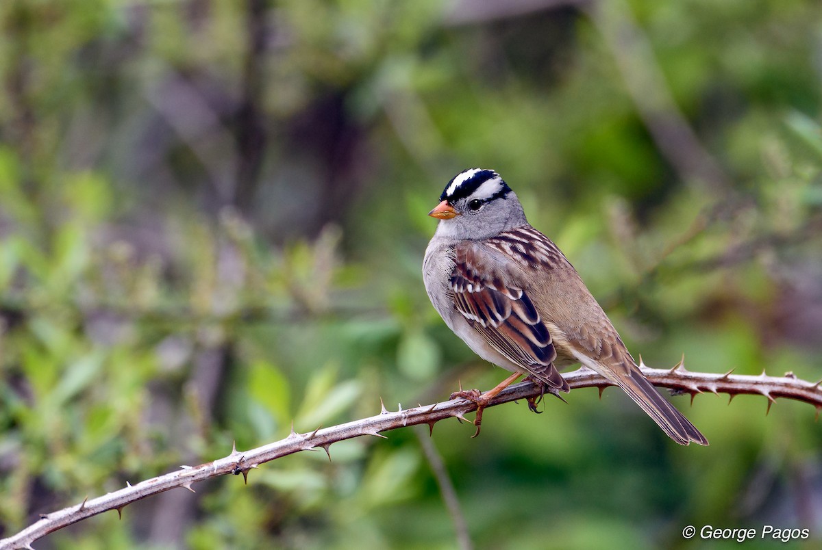 White-crowned Sparrow - ML55791861