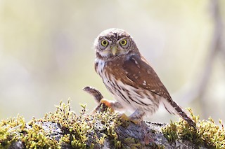 Northern Pygmy-Owl