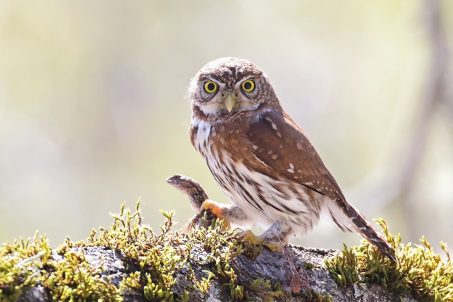 Northern Pygmy-Owl
