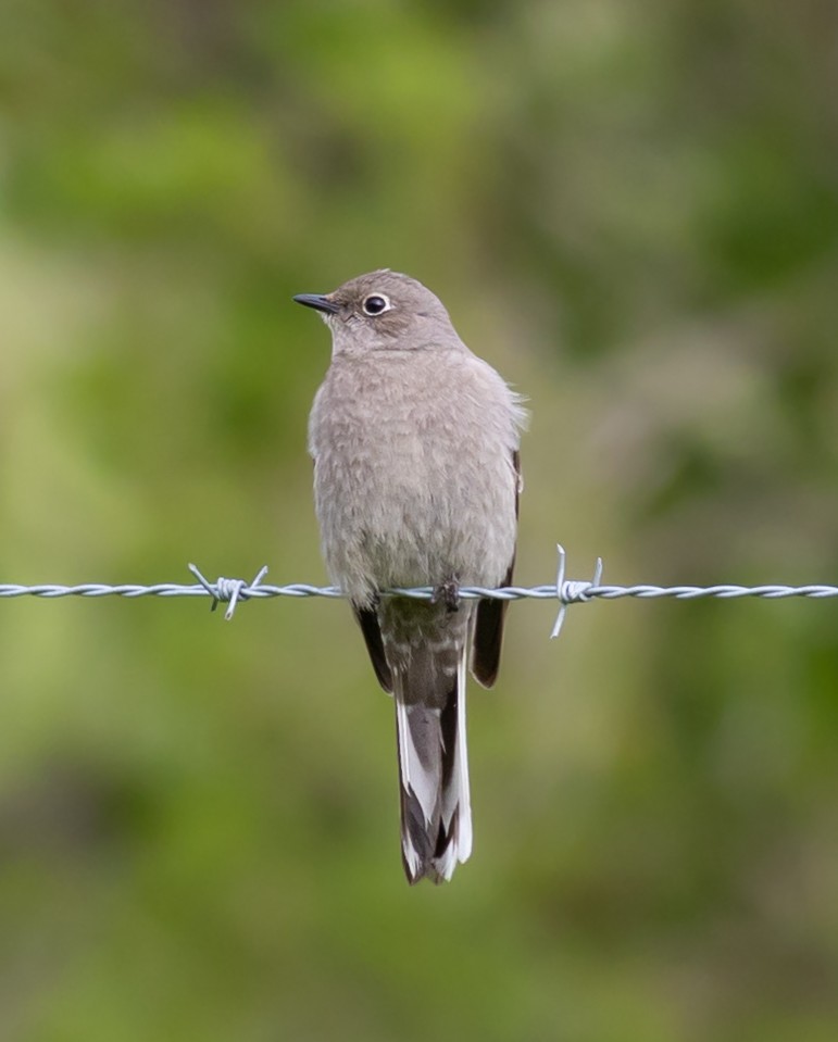 Townsend's Solitaire - ML557919471
