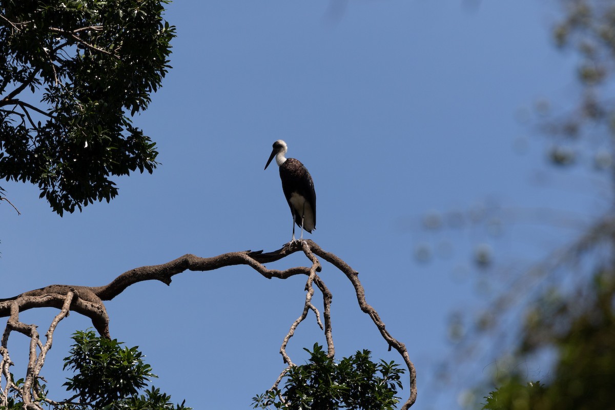 African Woolly-necked Stork - ML557919751