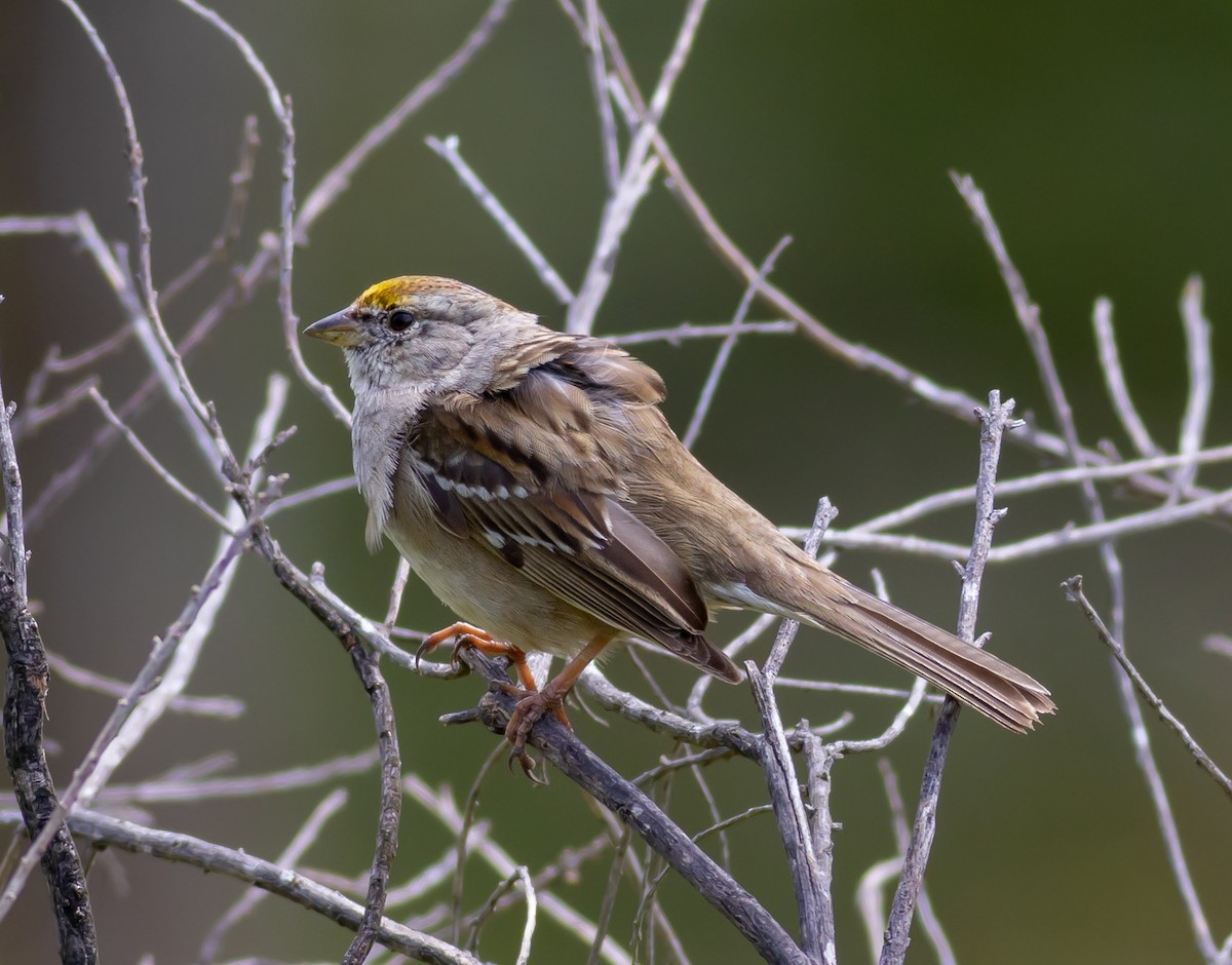 Golden-crowned Sparrow - ML557919941