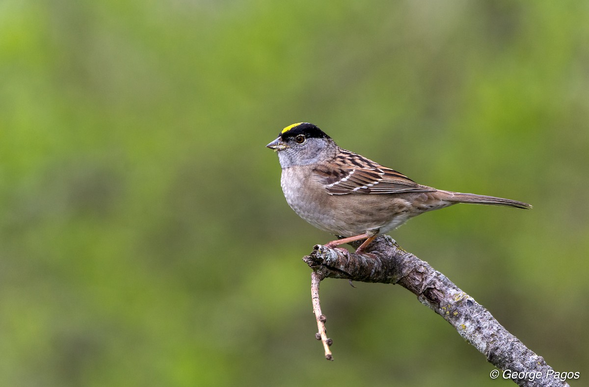 Golden-crowned Sparrow - George Pagos