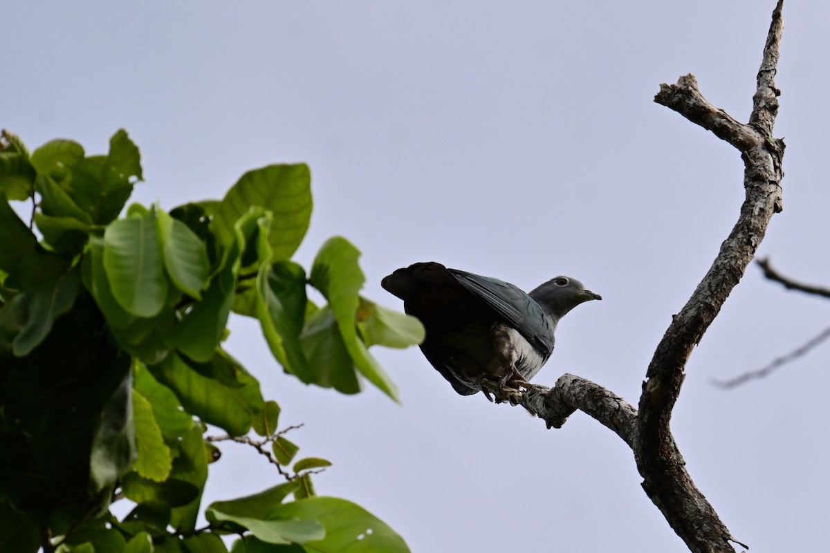 Island Imperial-Pigeon - ML557920691