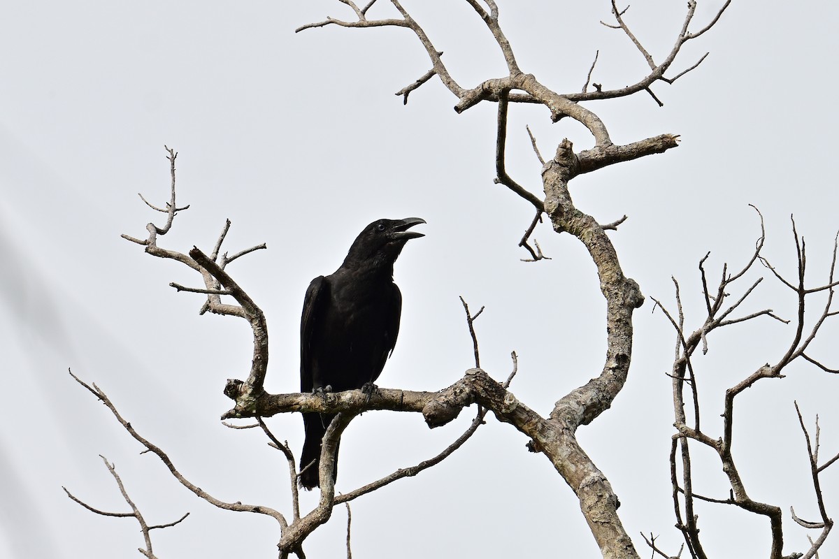 Torresian Crow - ML557921021
