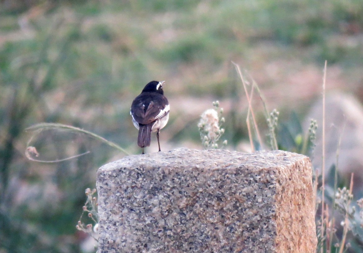 White-browed Wagtail - ML557921961