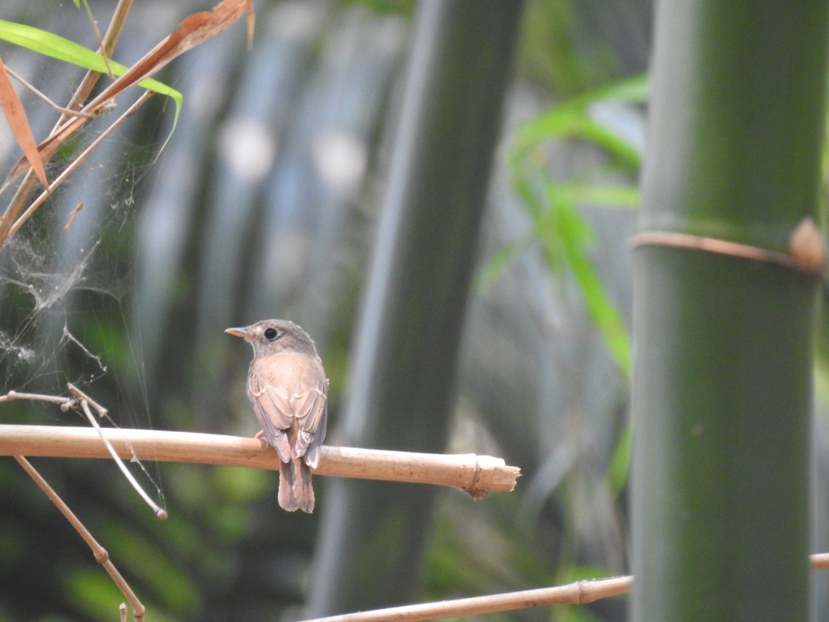 Brown-breasted Flycatcher - ML557923341