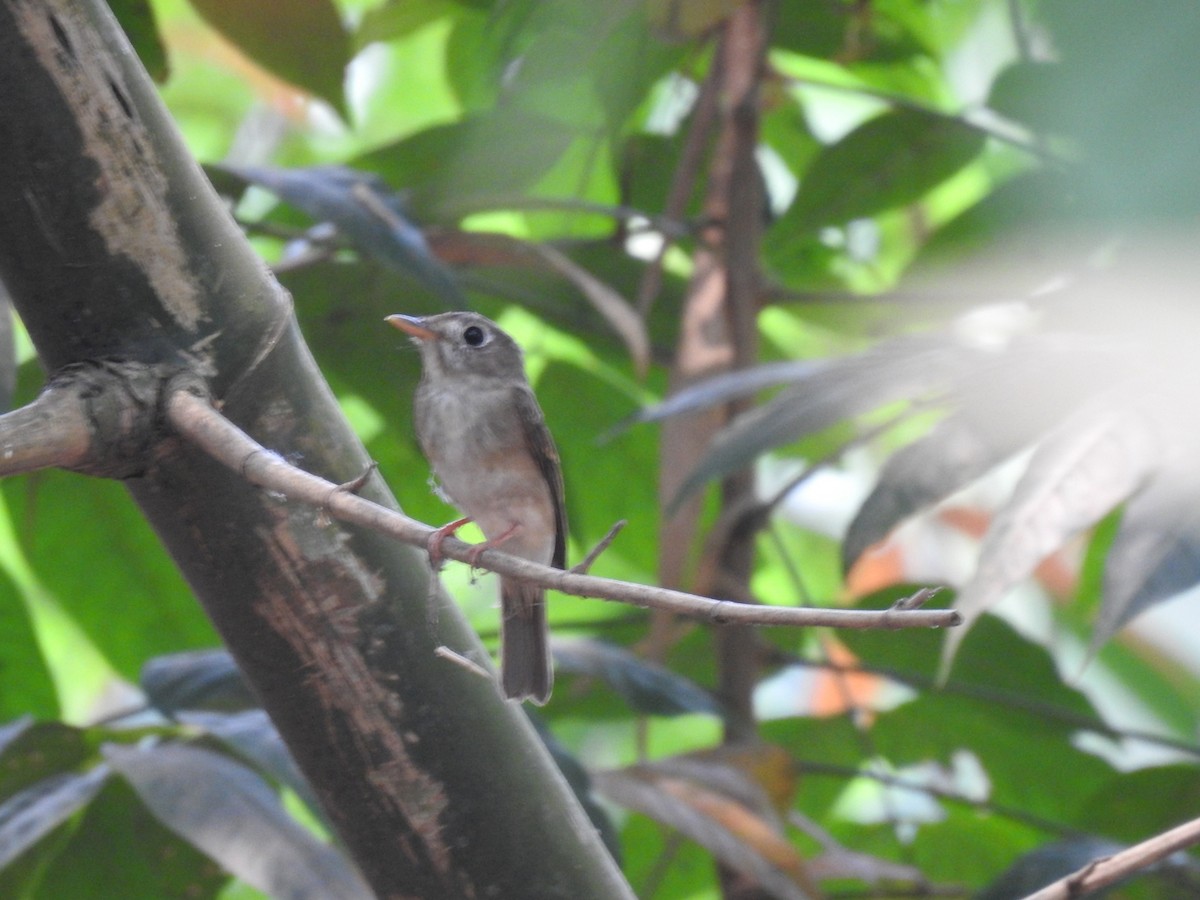Brown-breasted Flycatcher - ML557923351