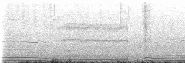 Wedge-tailed Shearwater - ML557927591