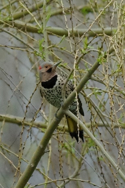 Northern Flicker (Yellow-shafted) - Leigh McBride