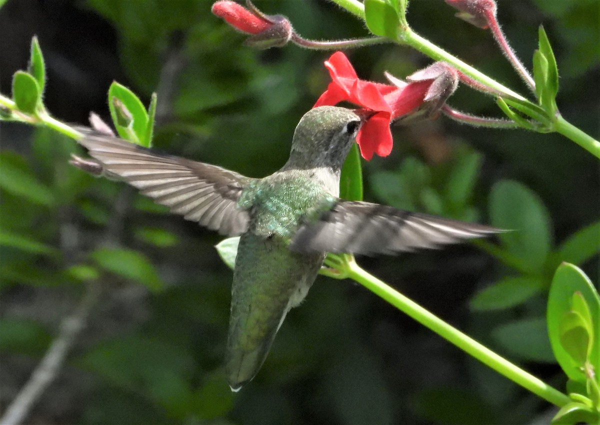 Anna's Hummingbird - ML557929461