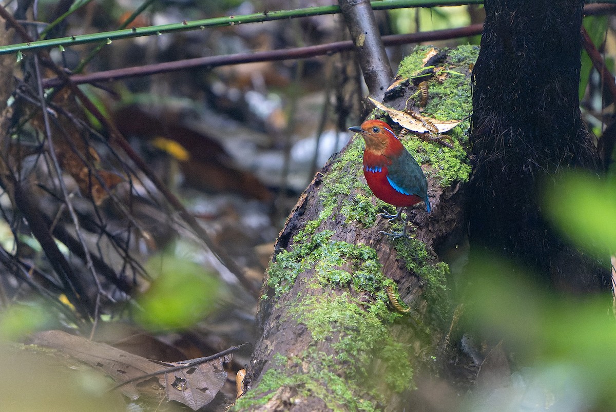 Blue-banded Pitta - ML557940151