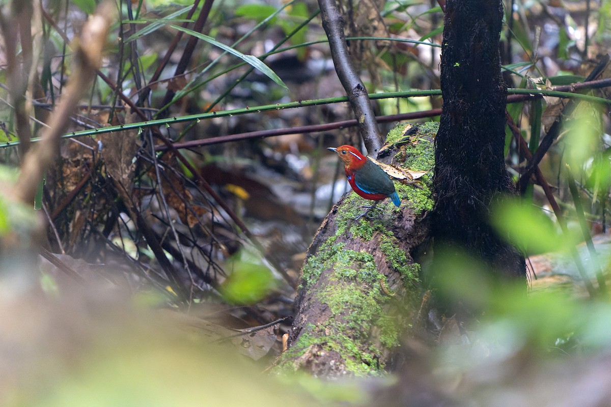 Blue-banded Pitta - ML557940171