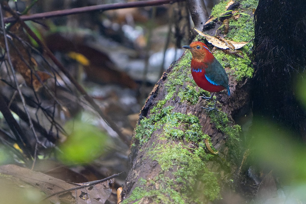 Blue-banded Pitta - ML557940221
