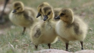 Canada Goose, ML55794451