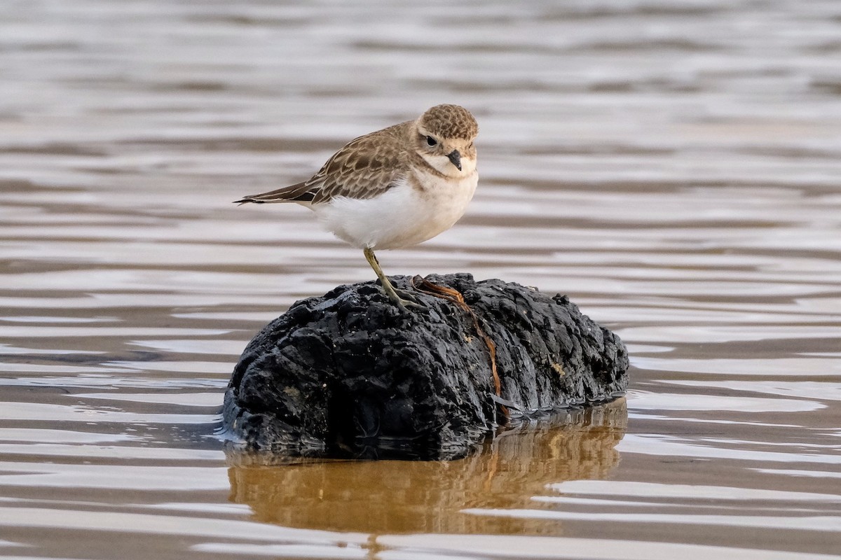 Double-banded Plover - ML557947431