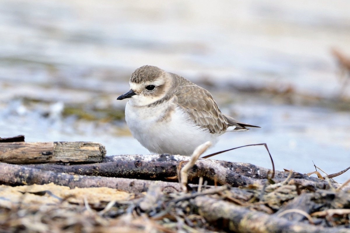Double-banded Plover - ML557947441