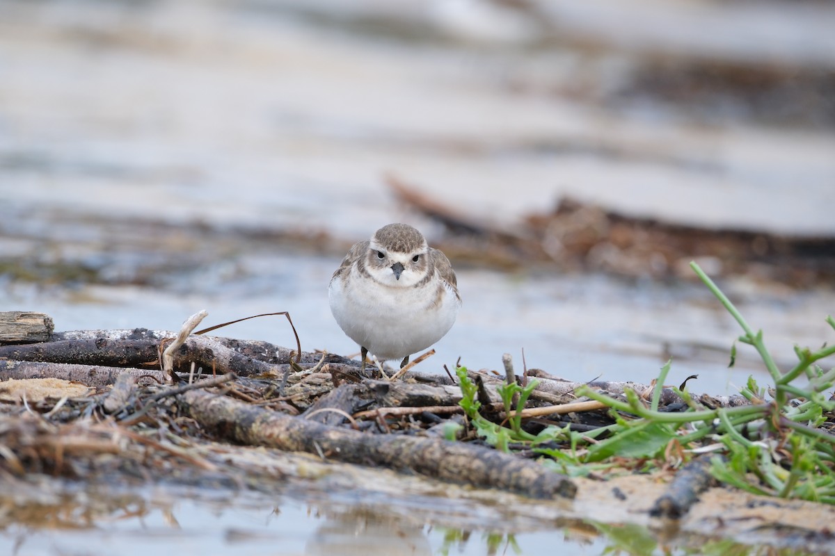 Double-banded Plover - jessie lewin