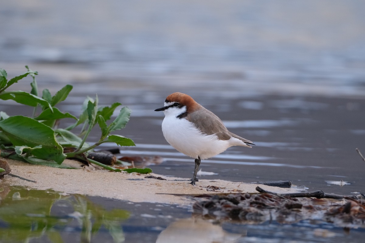 Red-capped Plover - ML557947591