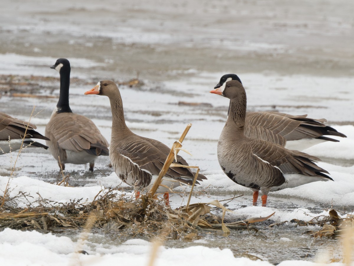 Greater White-fronted Goose - ML557953601