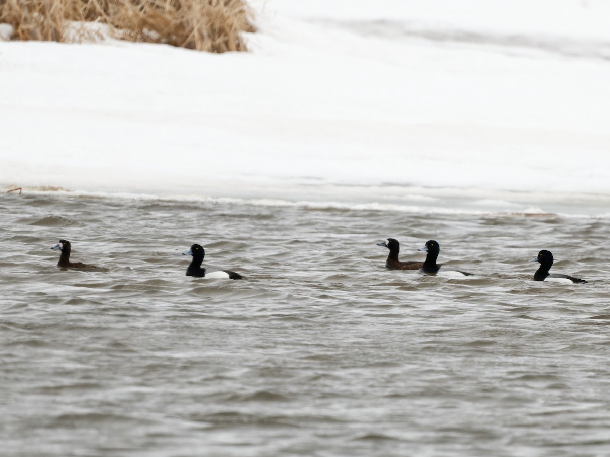 Greater Scaup - ML557953741