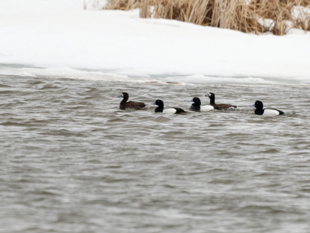 Greater Scaup - ML557953751