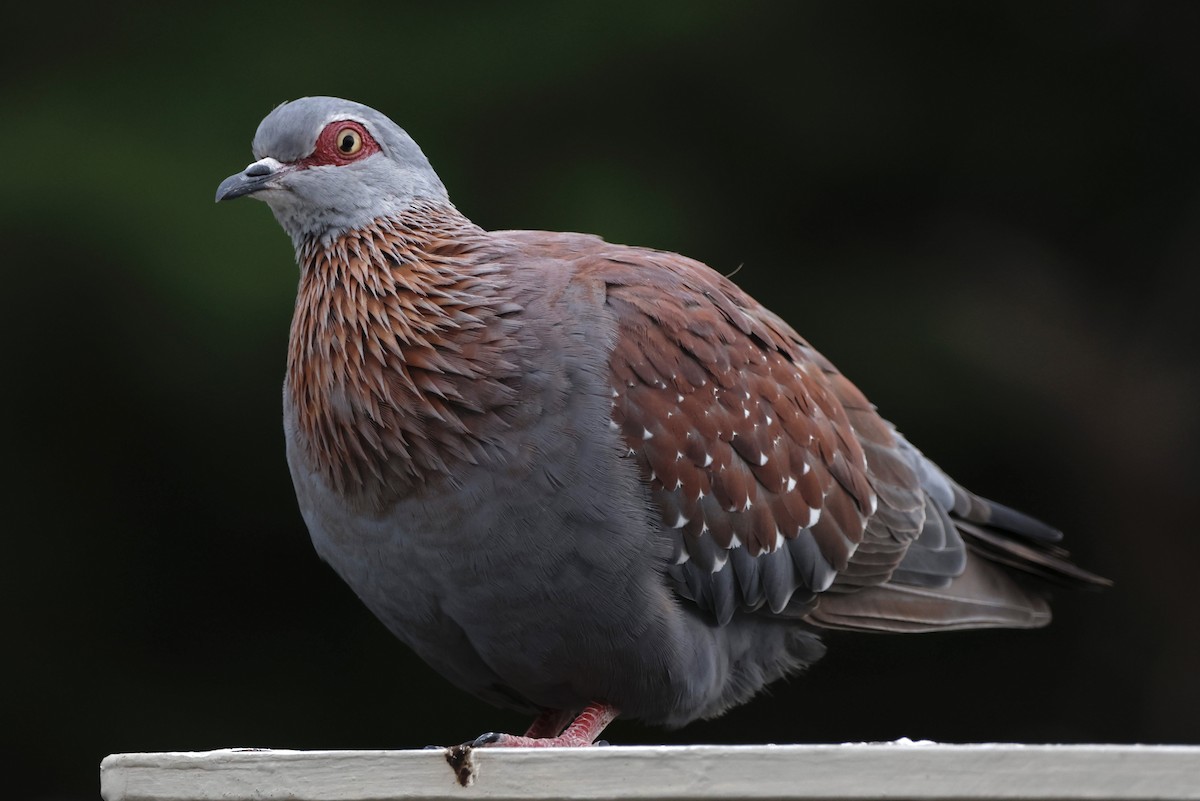 Speckled Pigeon - ML557965391