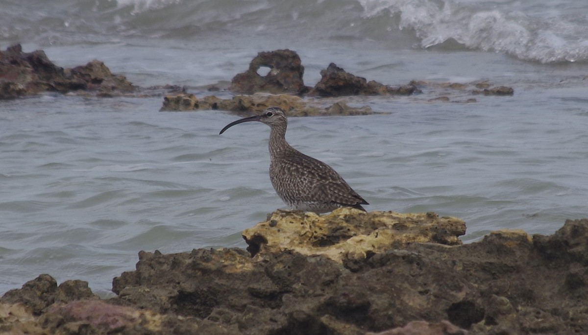 Whimbrel - Max Weatherall