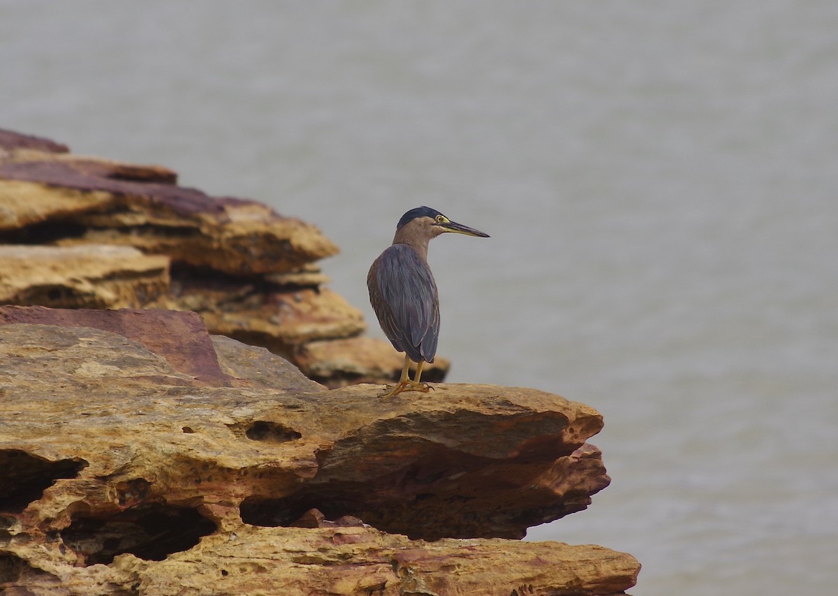 Striated Heron - Max Weatherall