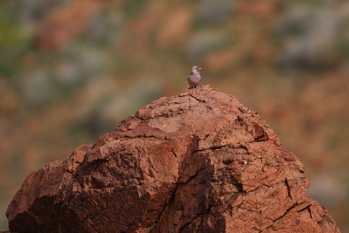 Толстоклювый пустынный вьюрок - ML557970041