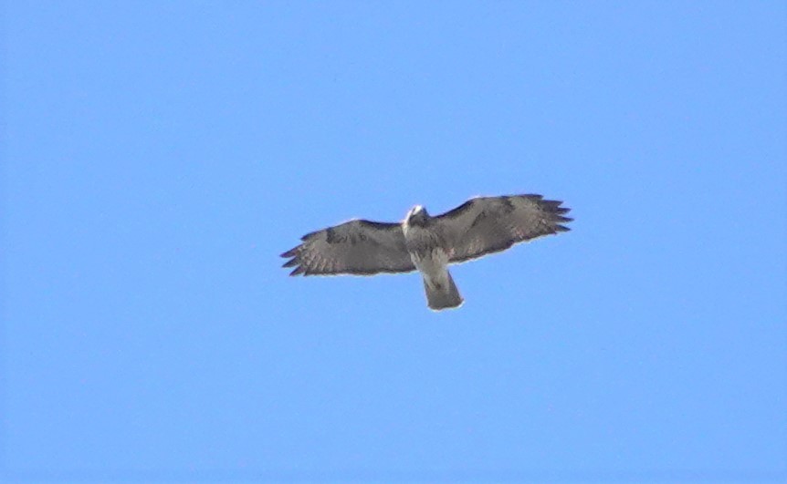 Red-tailed Hawk (solitudinis) - ML557972181