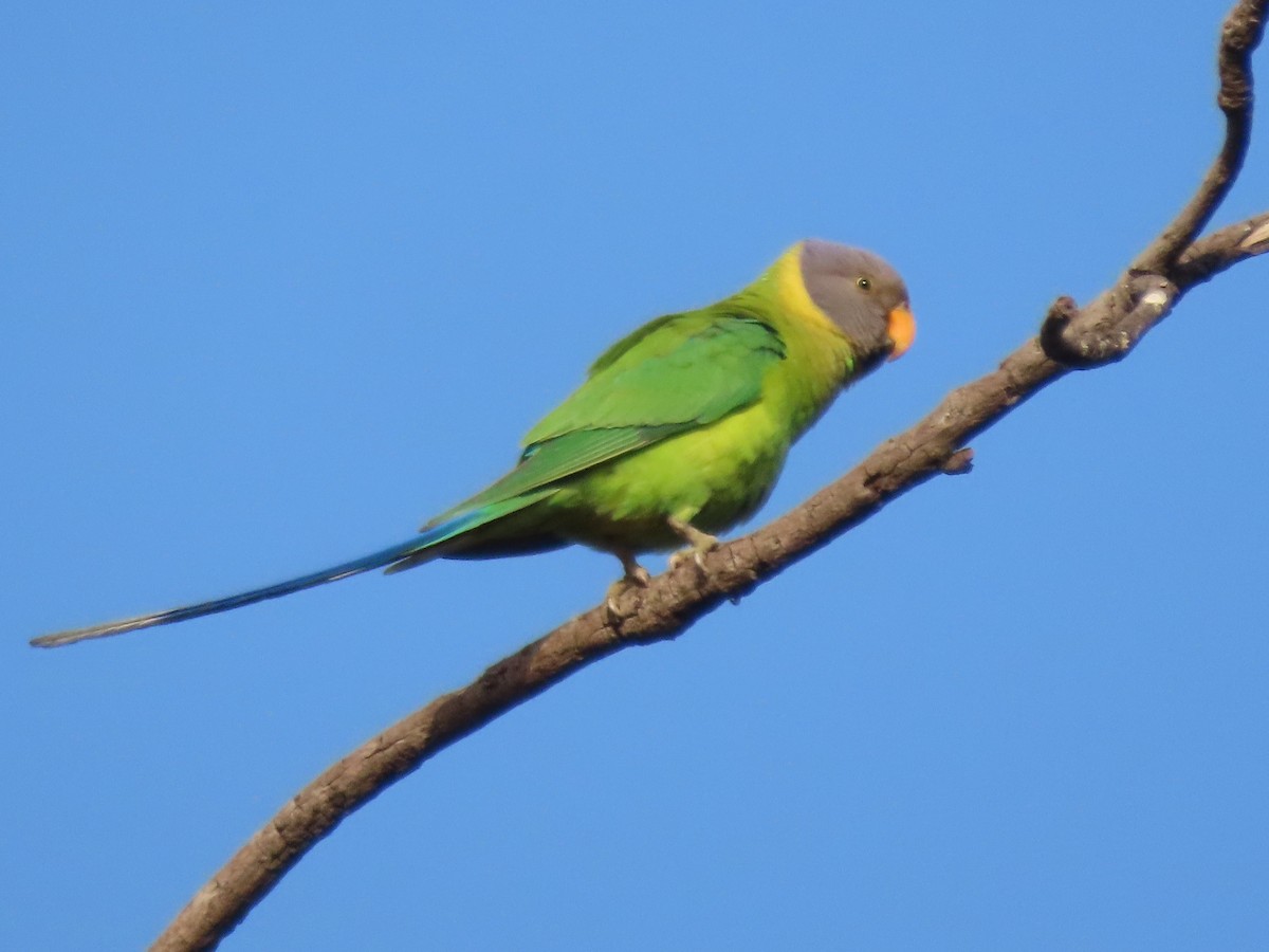 Plum-headed Parakeet - ML557972971