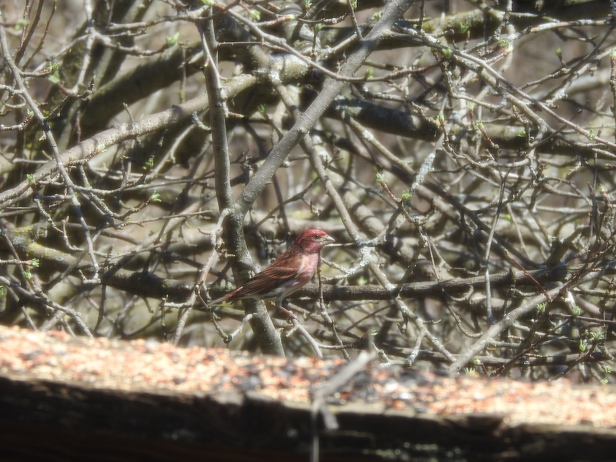 eBird Checklist 14 Apr 2023 9145 Vassar Road, Millington Twp, MI