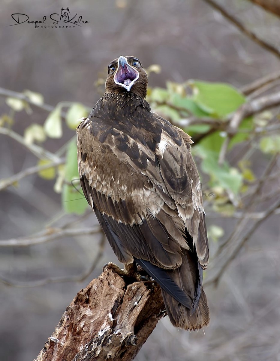 Tawny Eagle - Deepal Kalra