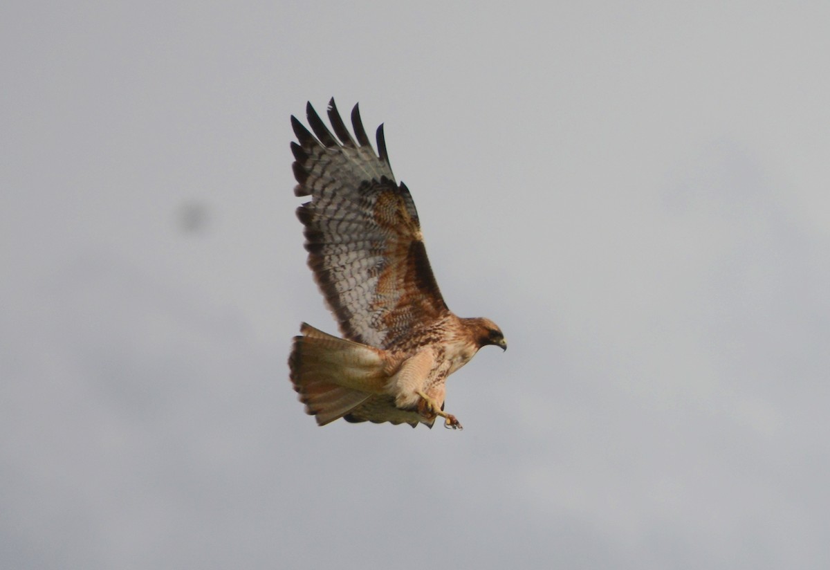 Red-tailed Hawk - ML55797981