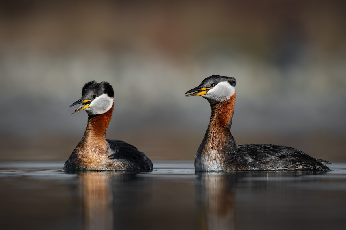 Red-necked Grebe - ML557980411